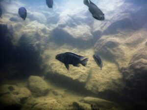 Petrotilapia genalutea 'Chilumba'